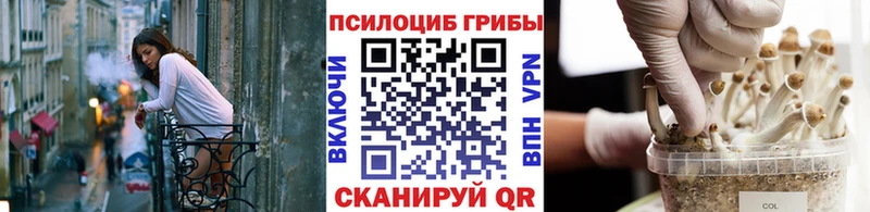 Галлюциногенные грибы Psilocybe  Северск 